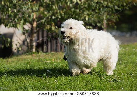 Portrait Of A Bichon Dog Living In Belgium