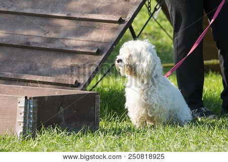 Portrait Of A Bichon Dog Living In Belgium
