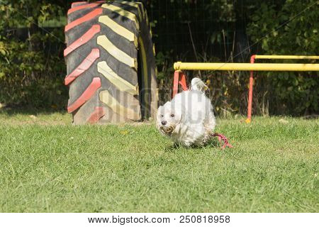 Portrait Of A Bichon Dog Living In Belgium