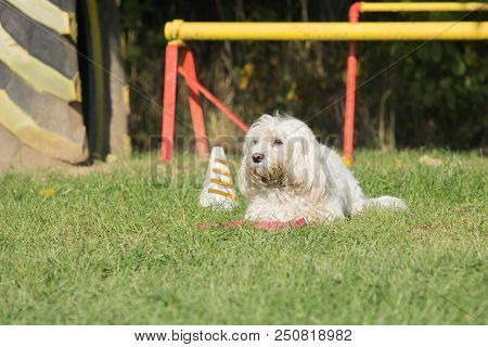 Portrait Of A Bichon Dog Living In Belgium