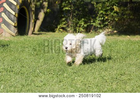 Portrait Of A Bichon Dog Living In Belgium