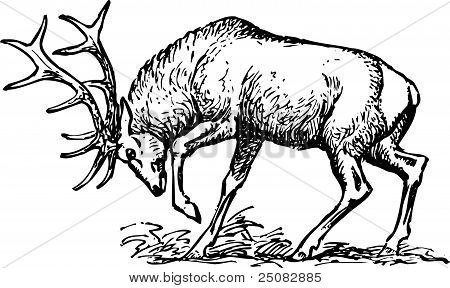 Hirsch