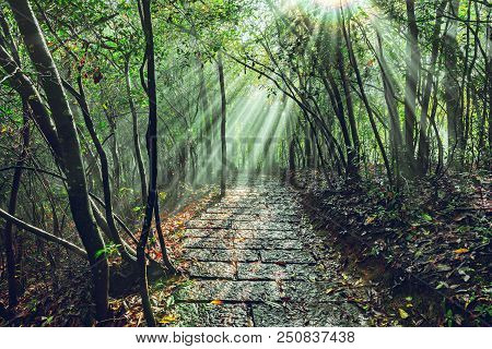 Sun Breaks Through The Fog At Morning Time. Zhangjiajie Forest Park. China.