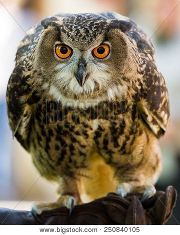 An Eurasian Eagle Owl (b. Bubo), One Of The Worlds Largest Owls, Looking Directly At The Camera.