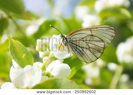 White Butterfly Aporia Crataegi On The Flower