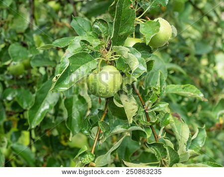 Apple Branch With Green Leaves And Apples In The Garden, Close Up View. Fruit Grove After Rain At Su