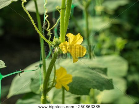 Yellow Flowers On Green Cucumber Leaves, Close Up View. Cucumber Growing On The Vegetable Patch. Ope