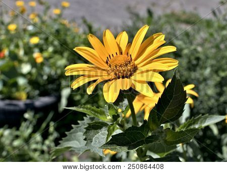 Yellow Flowers Heliopsis Sun, A Plant With The Latin Name Heliopsis