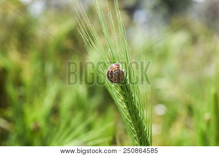 Closeup Of Small Isolated Snail In The Grass At Spring Grass Field