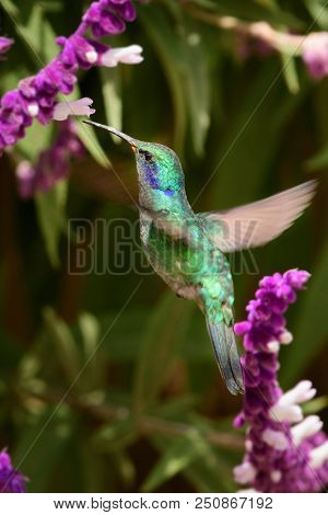Hummingbird(trochilidae)flying Gems  Costarica South America Peru Panama
