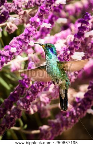 Hummingbird(trochilidae)flying Gems  Costarica South America Peru Panama