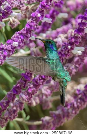 Hummingbird(trochilidae)flying Gems  Costarica South America Peru Panama
