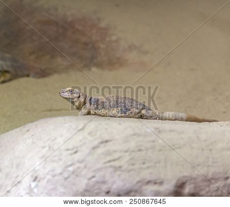 Lizard Named Common Chuckwalla Resting On A Stone In Desert Ambiance