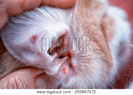 Veterinarian's Hands Show The Auricle Of A Cat Infected With An Ear Mite, Close Up View