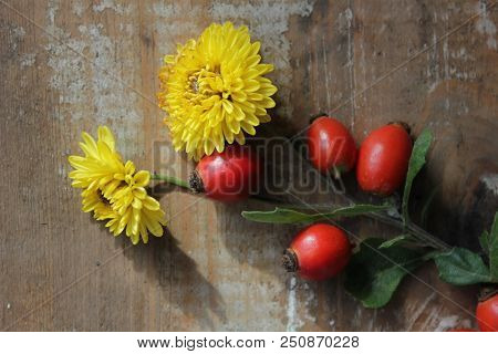 Rhealth Flower Osehip Berries On Wooden Background. Autumn Composition.