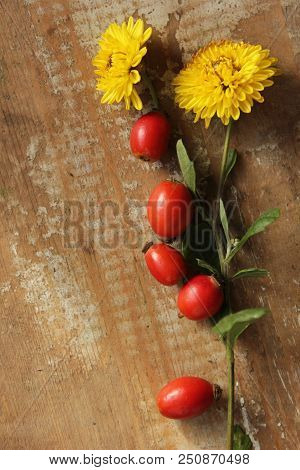 Rosehip Berries On Wooden Background. Autumn Composition. Useful Tea Ingrid.