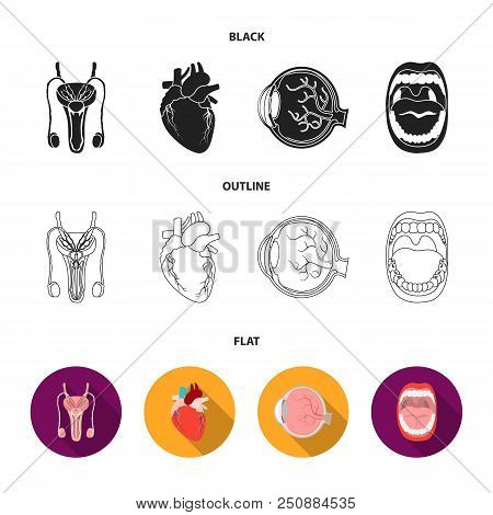 Male System, Heart, Eyeball, Oral Cavity. Organs Set Collection Icons In Black, Flat, Outline Style 