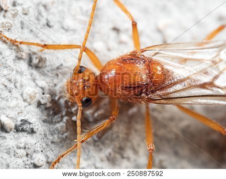 Macro Photography Of Head Of Orange Insect With Three Ocelli Isolated On White Floor