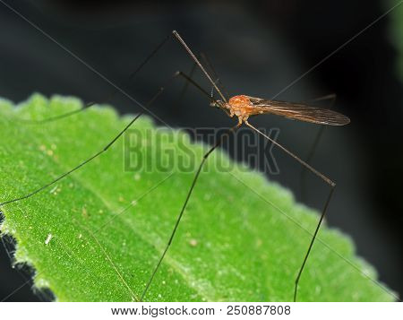 Macro Photography Of Orange Crane Fly On Green Leaf Isolated On Nature Background