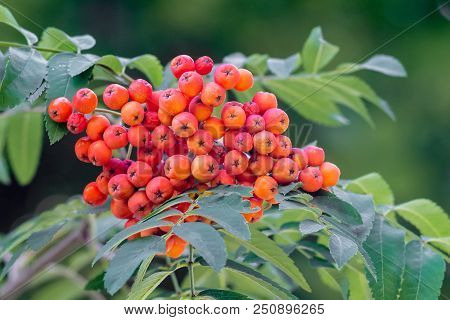 Rowan Berries, Sorbus Aucuparia. Cluster Of Red Mountain Ash On A Tree Among The Green Leaves. Edibl