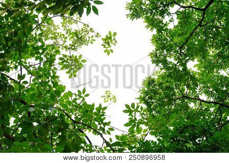Tropical Tree Leaves With Branches On White Isolated Background For Green Foliage Backdrop