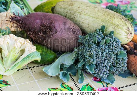 Closeup Of Freshly Harvested Vegetables Turnips, Beetroots, Carrots, Round Marrow, Tomatoes, Cucumbe