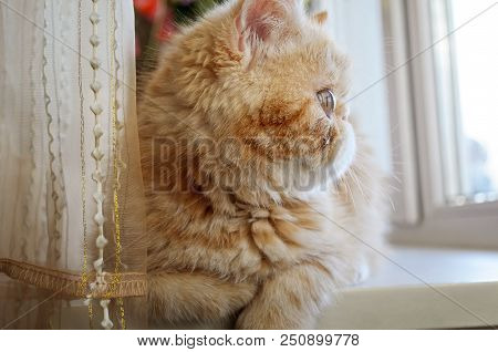 The Red Kitten Of Breed The Thrill-seeker Lies At A Window And Has Turned The Head. Muzzle Side View