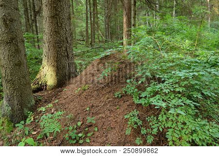 Big Ant Hill In The Summer Forest.