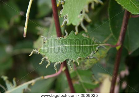 Caterpillers