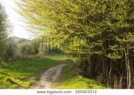 Walking Footpath In Green Grass Near Foggy Forest In Sunset. Morning Fantasy Land And Trail Near Woo