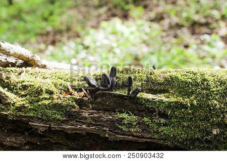 Black Mushroom Parasites Xylaria Polymorpha Growing On Fallen Tree. Spooky Dead Mans Fingers Mushroo
