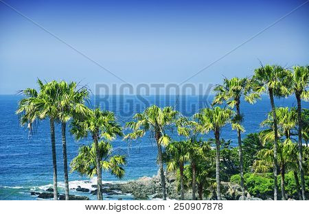 Palm Trees Lining The Coast Line Near Malibu California On A Sunny Day.