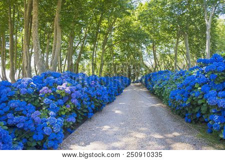 Alley Of Plane Trees And Blue Hydrangeas