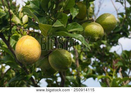 Green Lemons And 1 Yellow Attached To The Tree