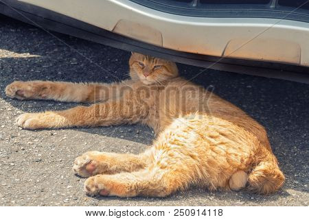 A Dominant Male, A Red Cat With Testicles Without A Tail Lies On Its Side Under The Car.