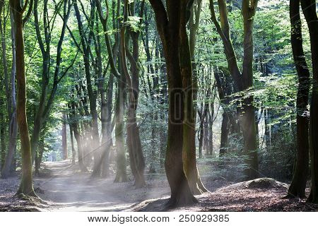 Speulderbos Or Forest Of The Dancing Trees Is Located On The Veluwe In The Netherlands