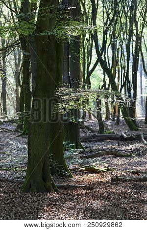 Speulderbos Or Forest Of The Dancing Trees Is Located On The Veluwe In The Netherlands