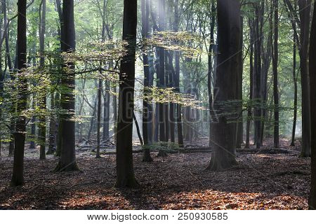 Speulderbos Or Forest Of The Dancing Trees Is Located On The Veluwe In The Netherlands