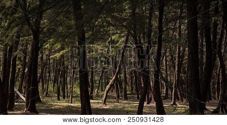 The Forest Background ,a Lot Of Big Tree In Forest,beautiful Nature,fresh And Relax