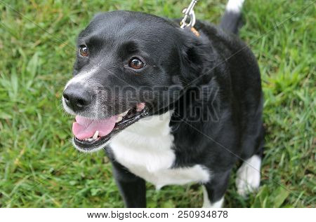 A Happy Little Border Collie Puppy Dog