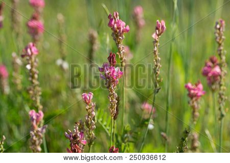 Esparcet Pink Flowers ,onobrychis Viciifolia