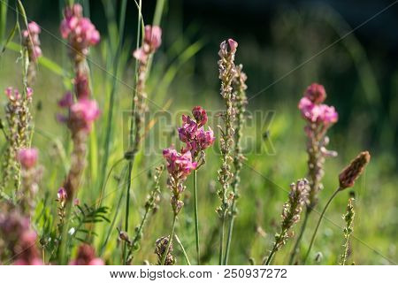 Esparcet Pink Flowers ,onobrychis Viciifolia