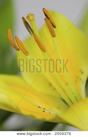 Makro-bild av en lilly med lite