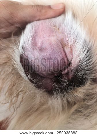 Patient; Pet; Medical; Hematomas; Injured; Veterinarian; Veterinary; White; Surgery; Sickness; Hemat