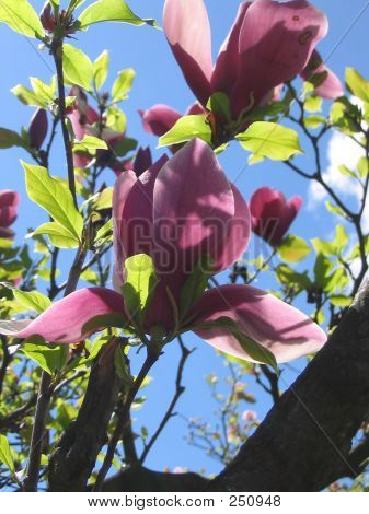 Magnolia Blumen