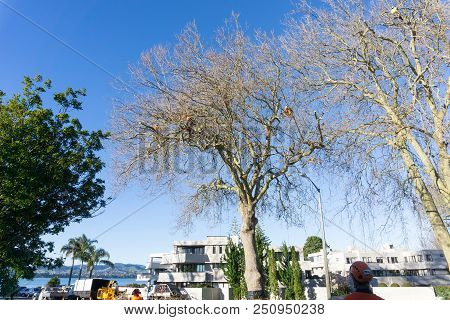 Tauranga, New Zealand - 2 July 2018; Arborist High In Leafless London Plane Tree Supported By Safety