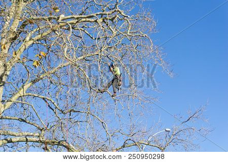 Tauranga, New Zealand - 2 July 2018; Arborist High In Leafless London Plane Tree Supported By Safety