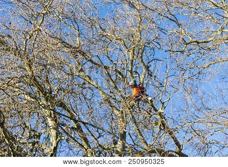 Tauranga, New Zealand - 2 July 2018; Arborist High In Leafless London Plane Tree Supported By Safety