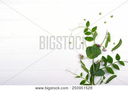 Young Green Sprouts Of Peas With Purple  Flower  On White Background. Copy Space