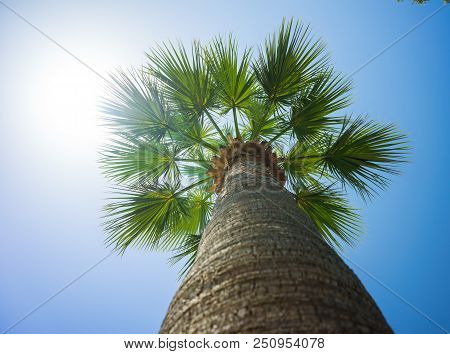 Green Tropical Coconut Palm Trees At Tropical Coast Against Blue Sky, Palm Trees Coconut Tree Perspe